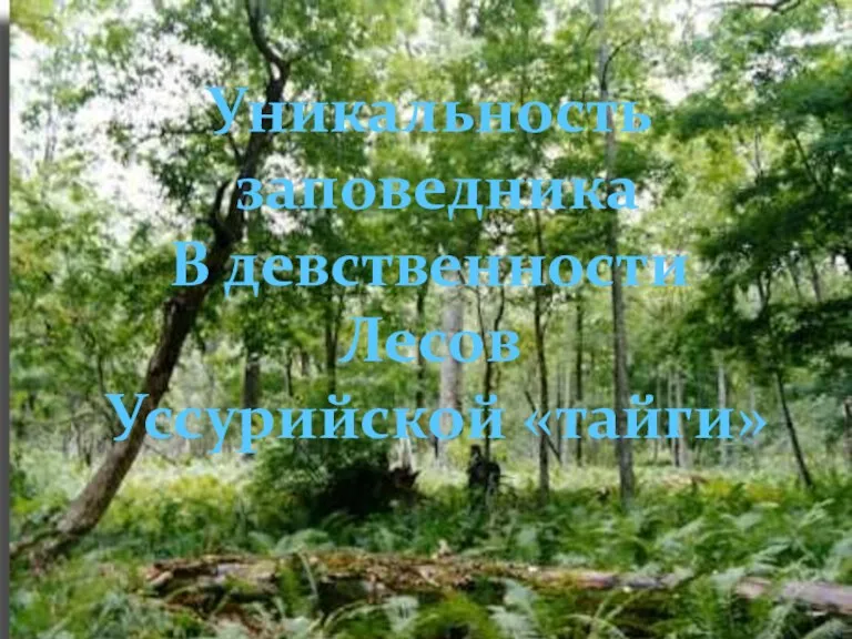 Уникальность заповедника В девственности Лесов Уссурийской «тайги»