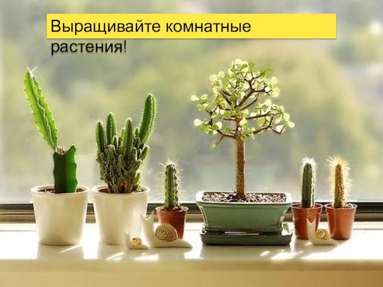 Выращивайте комнатные растения!