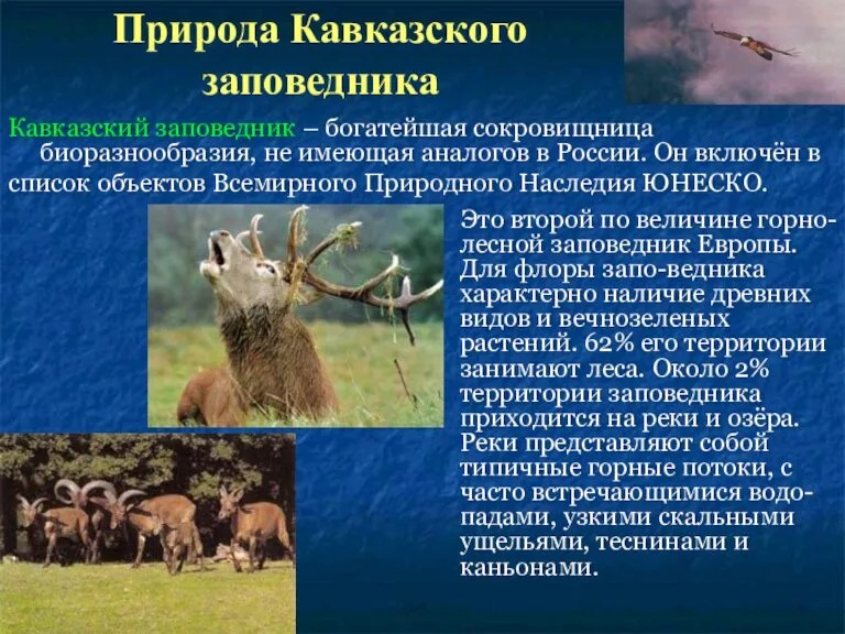 Природа Кавказского заповедника Это второй по величине горно-лесной заповедник Европы. Для флоры