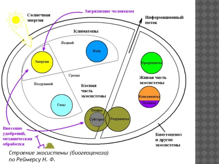 Строение экосистемы (биогеоценоза) по Реймерсу Н. Ф.