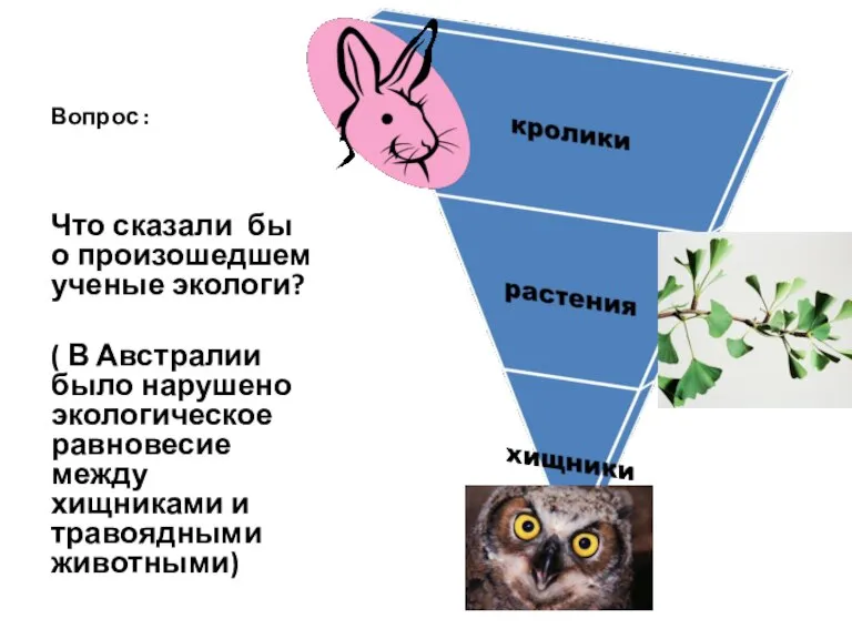 Вопрос : Что сказали бы о произошедшем ученые экологи? ( В Австралии