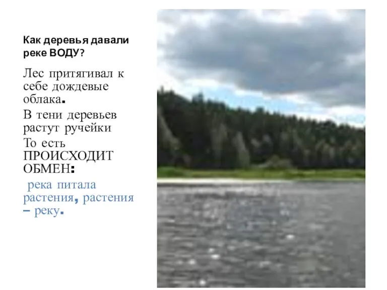 Как деревья давали реке ВОДУ? Лес притягивал к себе дождевые облака. В