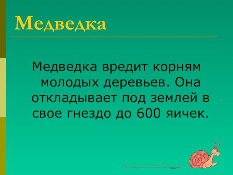 Медведка Медведка вредит корням молодых деревьев. Она откладывает под землей в свое гнездо до 600 яичек.