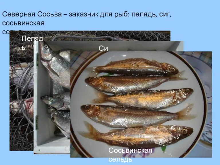 Северная Сосьва – заказник для рыб: пелядь, сиг, сосьвинская сельдь