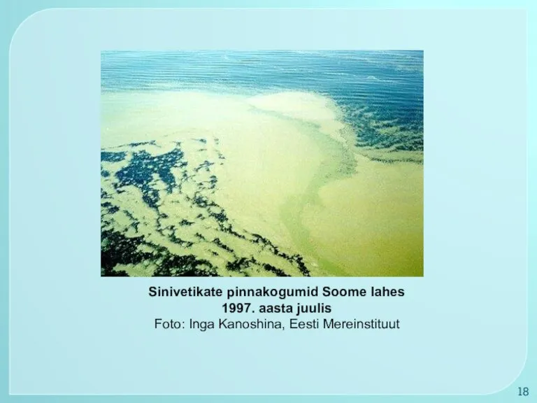 Sinivetikate pinnakogumid Soome lahes 1997. aasta juulis Foto: Inga Kanoshina, Eesti Mereinstituut