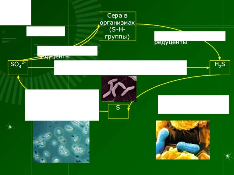 SO42- H2S Сера в организмах (S-H-группы) S Анаэробные сульфатредуцирующие бактерии Desulfovibrio поглощение