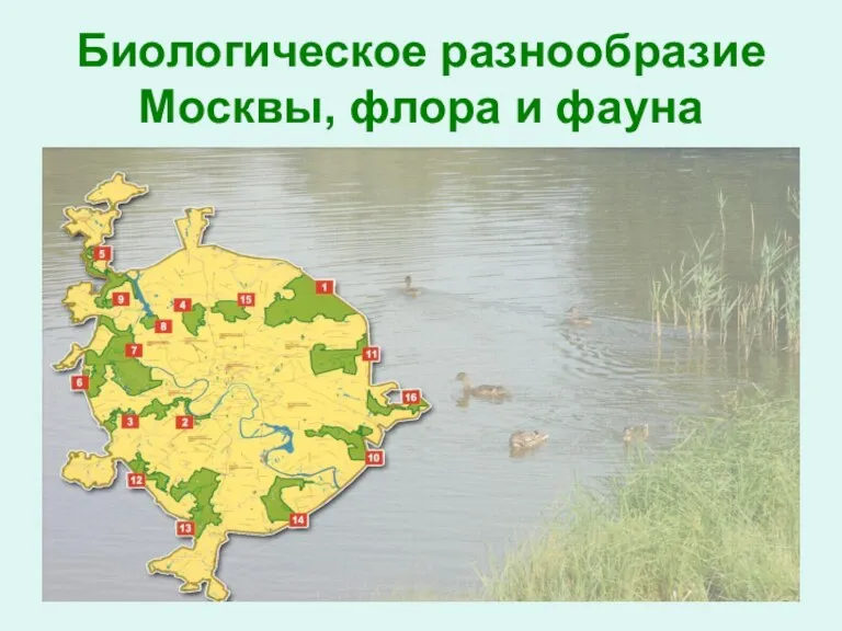 Биологическое разнообразие Москвы, флора и фауна