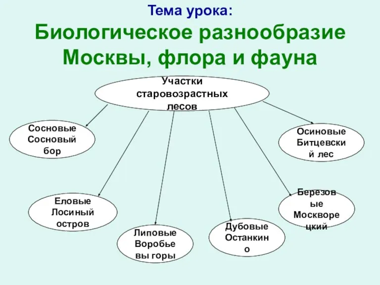 Тема урока: Биологическое разнообразие Москвы, флора и фауна Участки старовозрастных лесов Сосновые