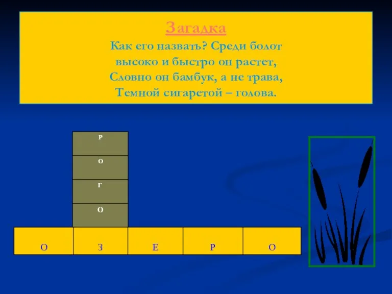 Загадка Как его назвать? Среди болот высоко и быстро он растет, Словно