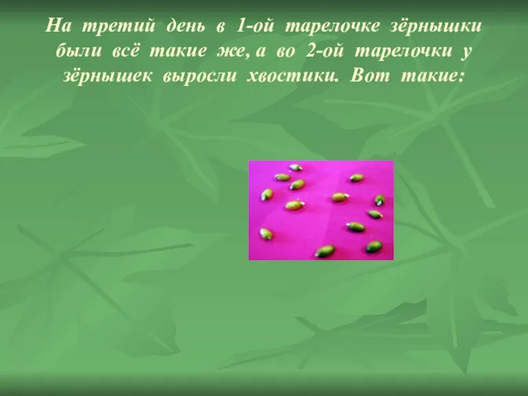 На третий день в 1-ой тарелочке зёрнышки были всё такие же, а