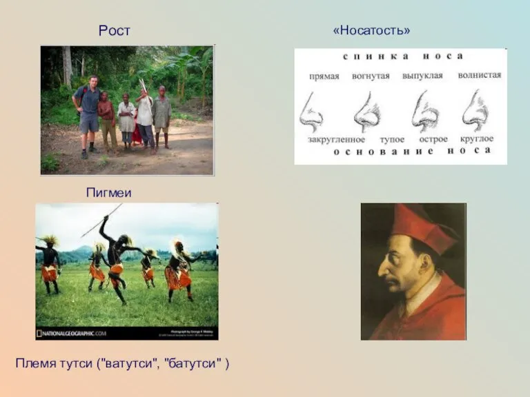 Пигмеи Рост «Носатость» Племя тутси ("ватутси", "батутси" )