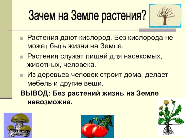 Растения дают кислород. Без кислорода не может быть жизни на Земле. Растения