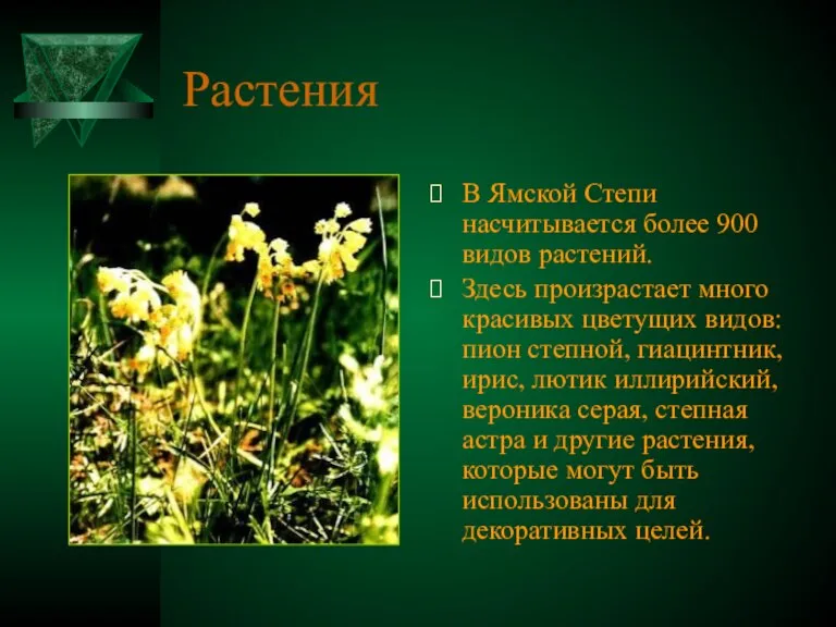 Растения В Ямской Степи насчитывается более 900 видов растений. Здесь произрастает много