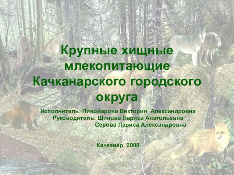 Крупные хищные млекопитающие Качканарского городского округа