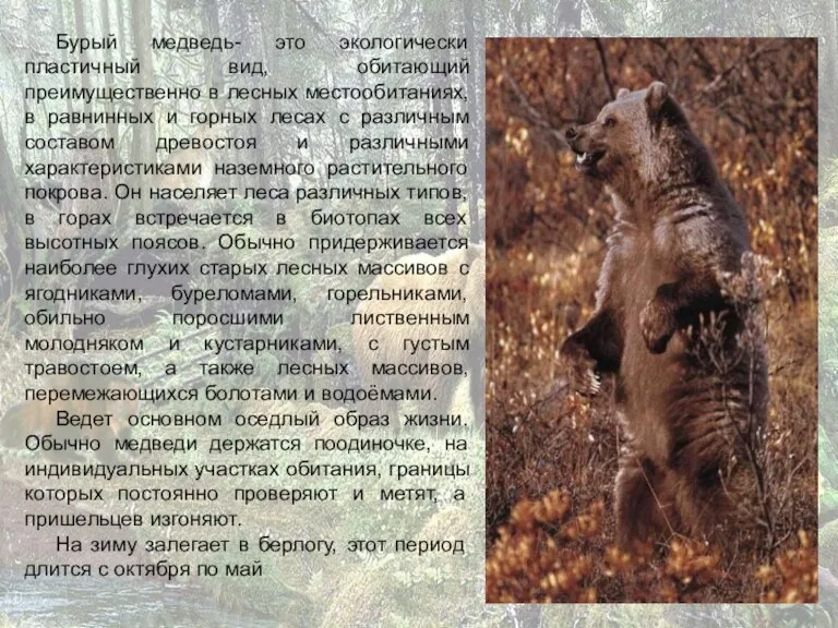 Бурый медведь- это экологически пластичный вид, обитающий преимущественно в лесных местообитаниях, в