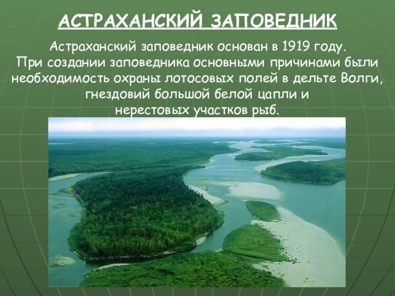 Астраханский заповедник основан в 1919 году. При создании заповедника основными причинами были