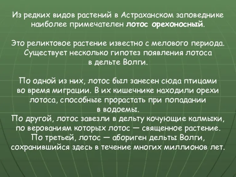 Из редких видов растений в Астраханском заповеднике наиболее примечателен лотос орехоносный. Это