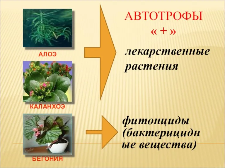 АЛОЭ КАЛАНХОЭ БЕГОНИЯ лекарственные растения фитонциды (бактерицидные вещества) АВТОТРОФЫ « + »