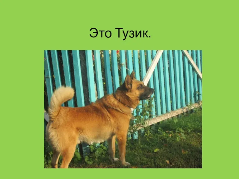 Это Тузик.