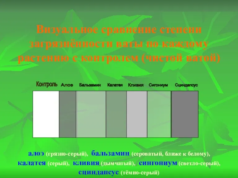 Визуальное сравнение степени загрязнённости ваты по каждому растению с контролем (чистой ватой)