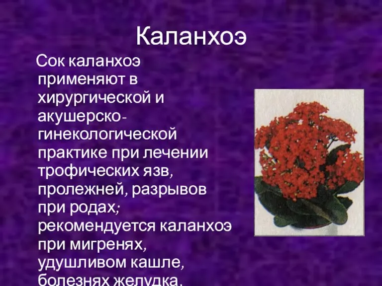 Каланхоэ Сок каланхоэ применяют в хирургической и акушерско-гинекологической практике при лечении трофических