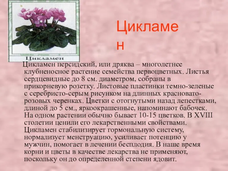 Цикламен Цикламен персидский, или дряква – многолетнее клубненосное растение семейства первоцветных. Листья