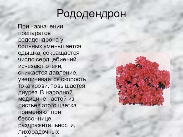 Рододендрон При назначении препаратов рододендрона у больных уменьшается одышка, сокращается число сердцебиений,