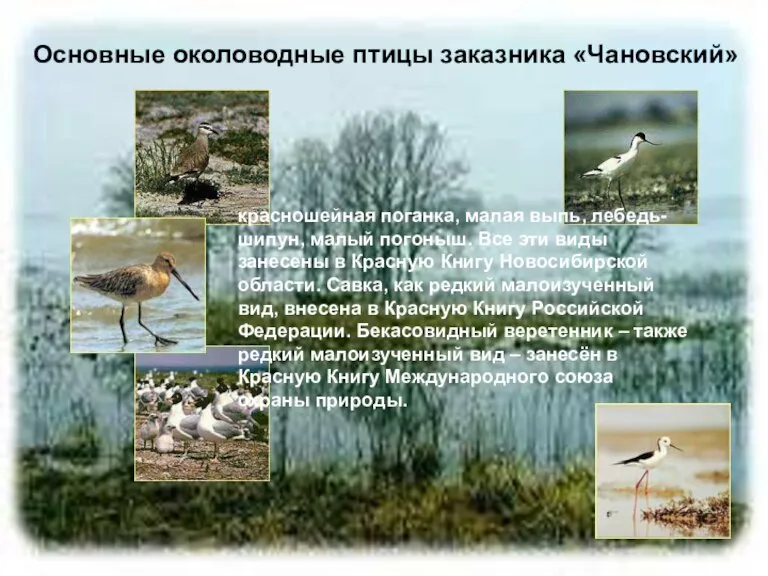Основные околоводные птицы заказника «Чановский» красношейная поганка, малая выпь, лебедь-шипун, малый погоныш.