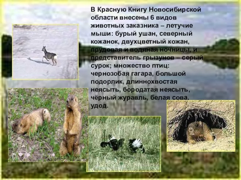 В Красную Книгу Новосибирской области внесены 6 видов животных заказника – летучие