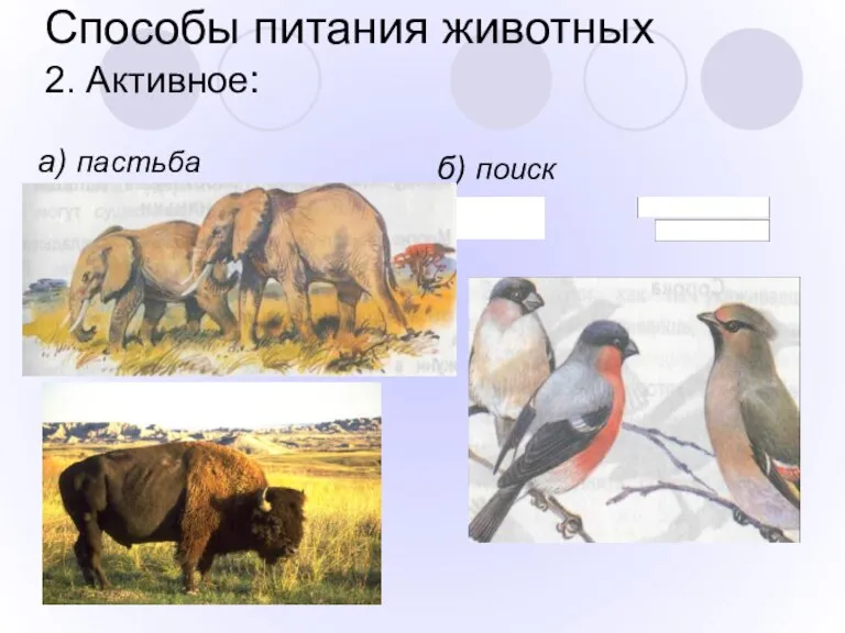 Способы питания животных 2. Активное: а) пастьба б) поиск