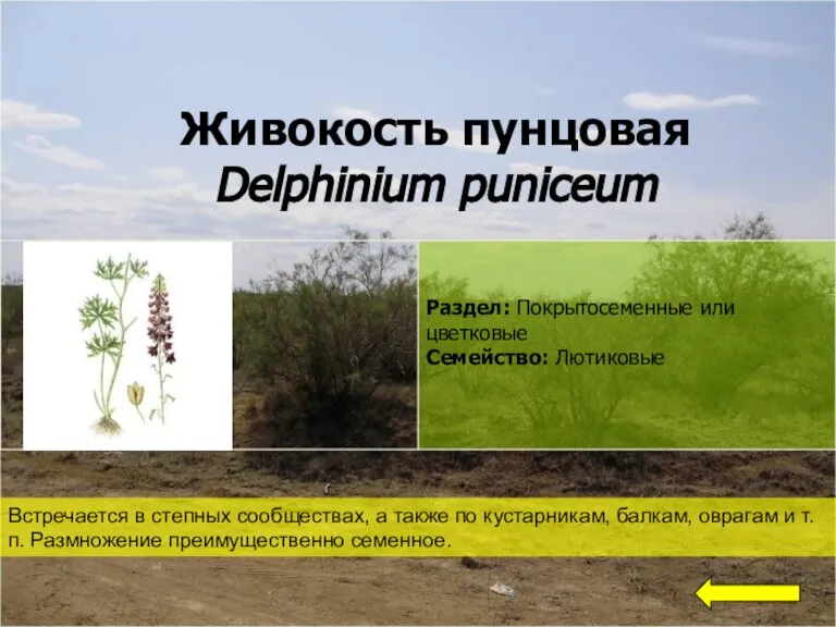 Живокость пунцовая Delphinium puniceum Встречается в степных сообществах, а также по кустарникам,