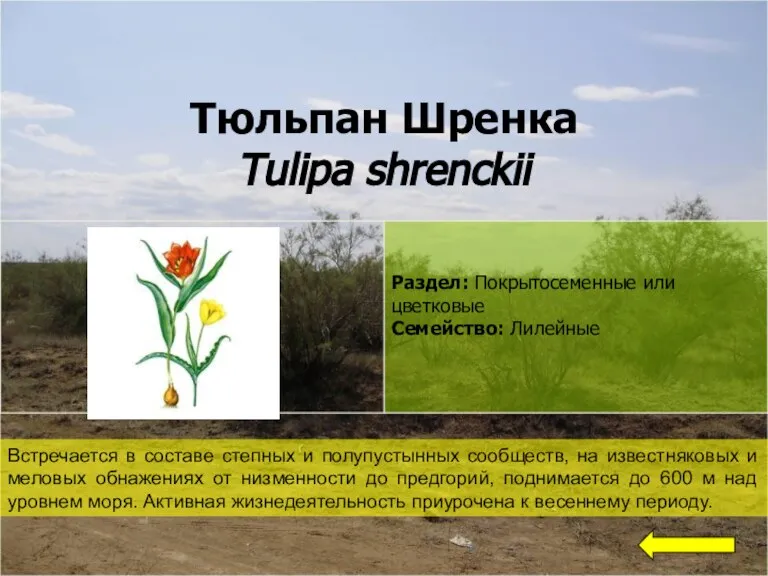 Тюльпан Шренка Tulipa shrenckii Встречается в составе степных и полупустынных сообществ, на