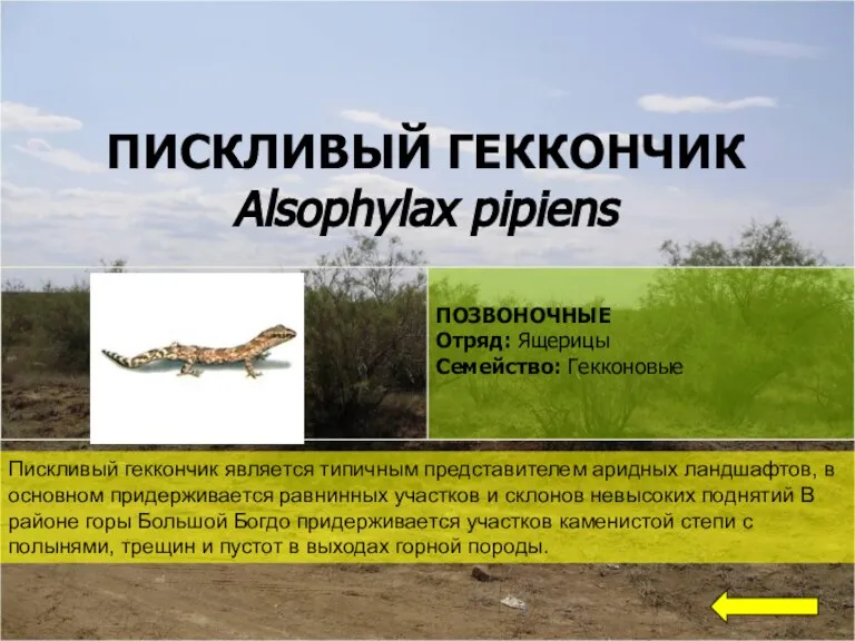 ПИСКЛИВЫЙ ГЕККОНЧИК Alsophylax pipiens Пискливый геккончик является типичным представителем аридных ландшафтов, в