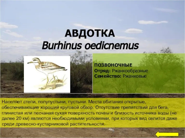 АВДОТКА Burhinus oedicnemus Населяет степи, полупустыни, пустыни. Места обитания открытые, обеспечивающие хороший