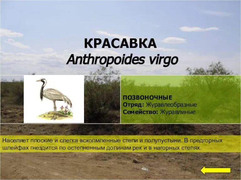 КРАСАВКА Anthropoides virgo Населяет плоские и слегка всхолмленные степи и полупустыни. В