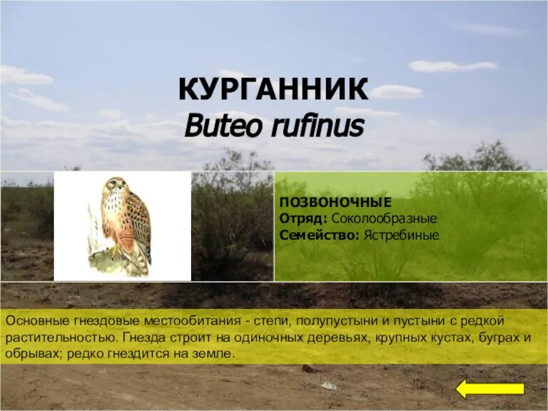 КУРГАННИК Buteo rufinus Основные гнездовые местообитания - степи, полупустыни и пустыни с