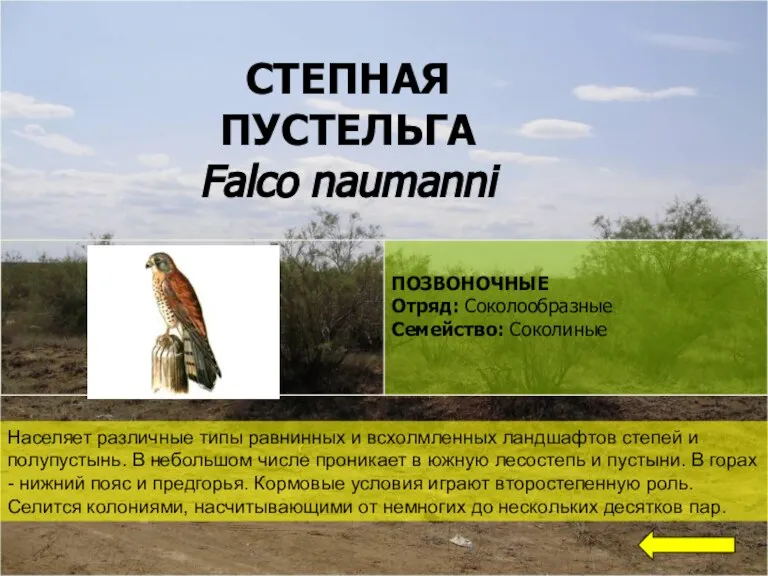 СТЕПНАЯ ПУСТЕЛЬГА Falco naumanni Населяет различные типы равнинных и всхолмленных ландшафтов степей