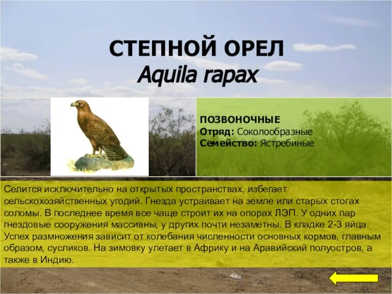 СТЕПНОЙ ОРЕЛ Aquila rapax Селится исключительно на открытых пространствах, избегает сельскохозяйственных угодий.