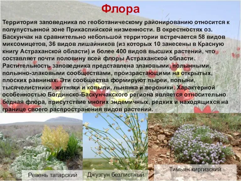 Флора Территория заповедника по геоботаническому районированию относится к полупустынной зоне Прикаспийской низменности.
