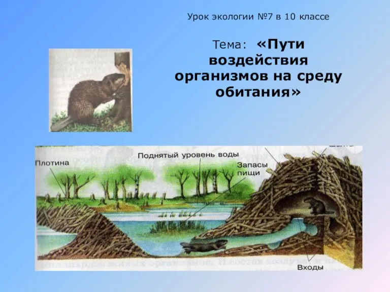 Пути воздействия организмов на среду обитания