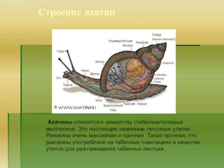 Строение ахатин Ахатины относятся к семейству стебельчатоглазых моллюсков. Это настоящие наземные легочные