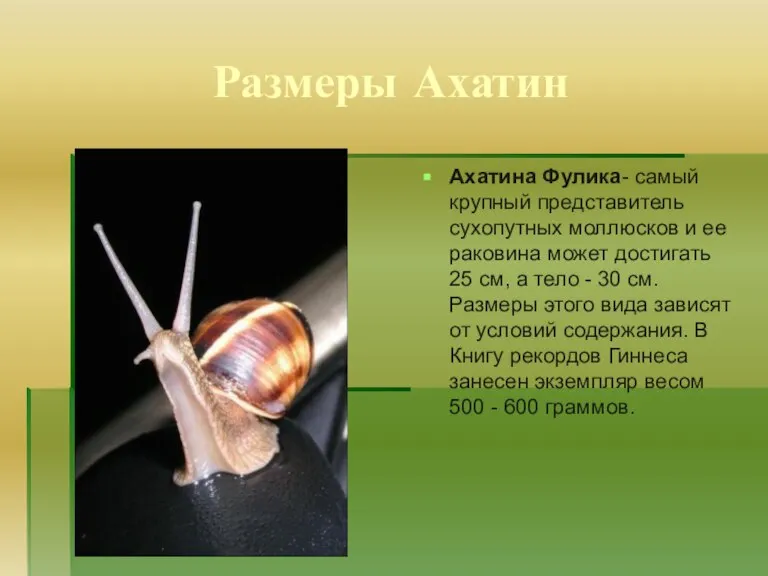 Размеры Ахатин Ахатина Фулика- самый крупный представитель сухопутных моллюсков и ее раковина