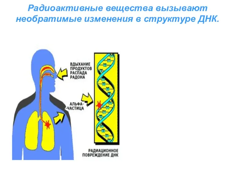 Радиоактивные вещества вызывают необратимые изменения в структуре ДНК.