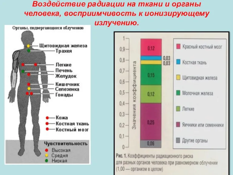 Воздействие радиации на ткани и органы человека, восприимчивость к ионизирующему излучению.