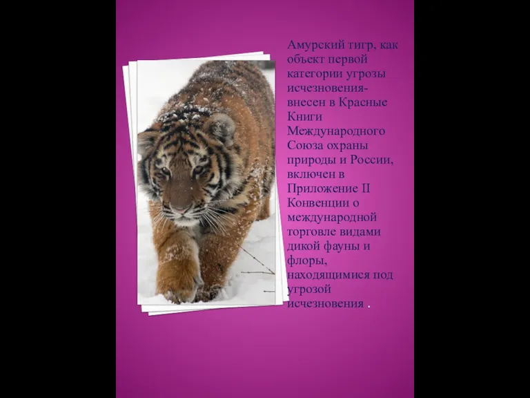 Амурский тигр, как объект первой категории угрозы исчезновения- внесен в Красные Книги