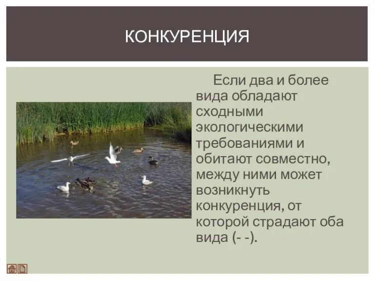 Если два и более вида обладают сходными экологическими требованиями и обитают совместно,