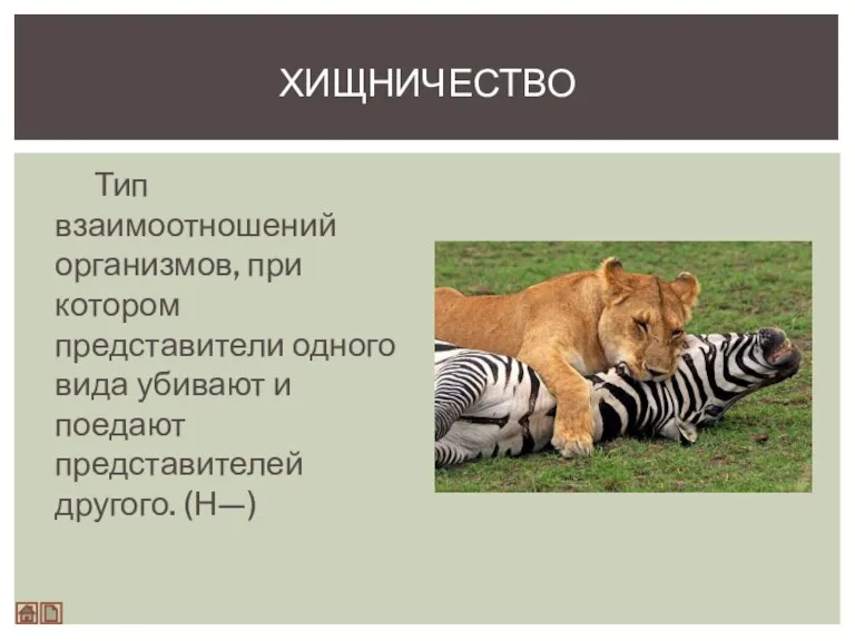 Тип взаимоотношений организмов, при котором представители одного вида убивают и поедают представителей другого. (Н—) ХИЩНИЧЕСТВО