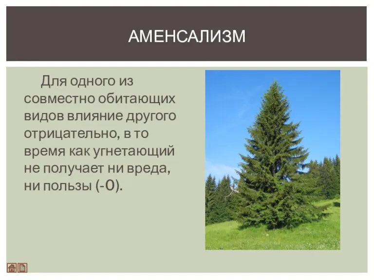 Для одного из совместно обитающих видов влияние другого отрицательно, в то время