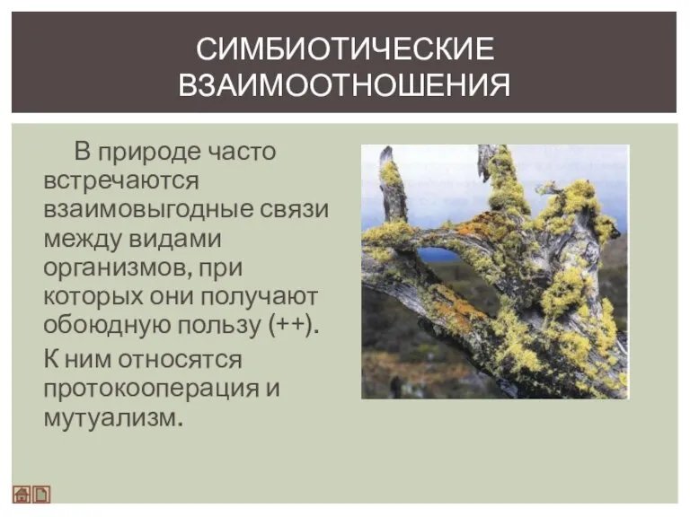 В природе часто встречаются взаимовыгодные связи между видами организмов, при которых они