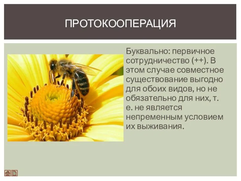 Буквально: первичное сотрудничество (++). В этом случае совместное существование выгодно для обоих